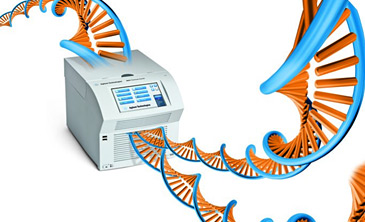 QPCR, PCR, klonowanie i mutageneza